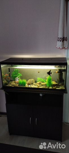 Аквариум