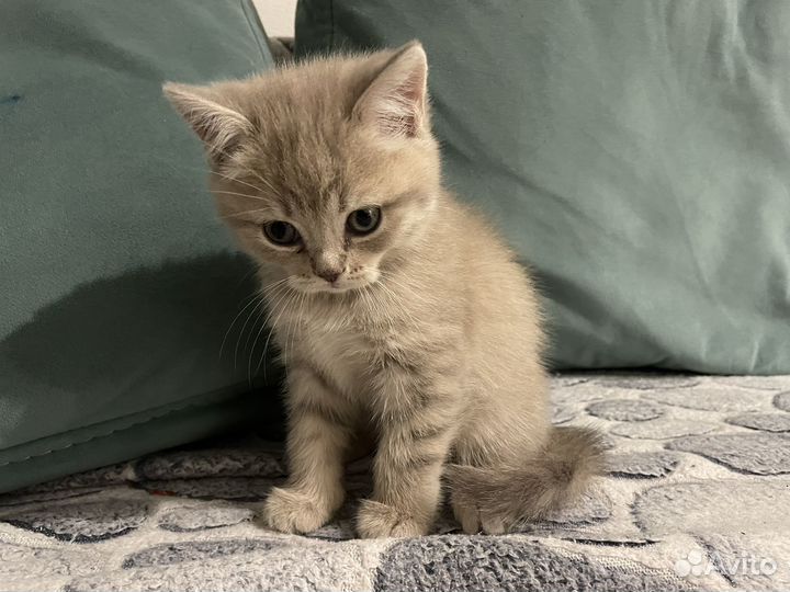 Британские котята