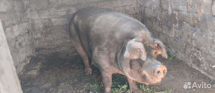 Тёлки стельных Свиньи дюрки от 100 кг ж а