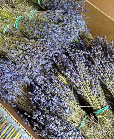 Лаванда Крымская