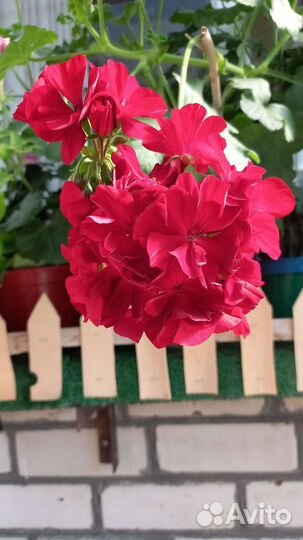 Лилейники, герань, бальзамин