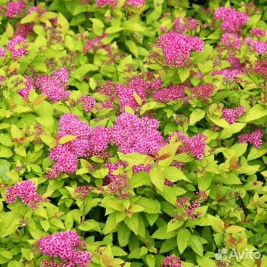 Спирея японская.Дицентра.Бадан.Астильба