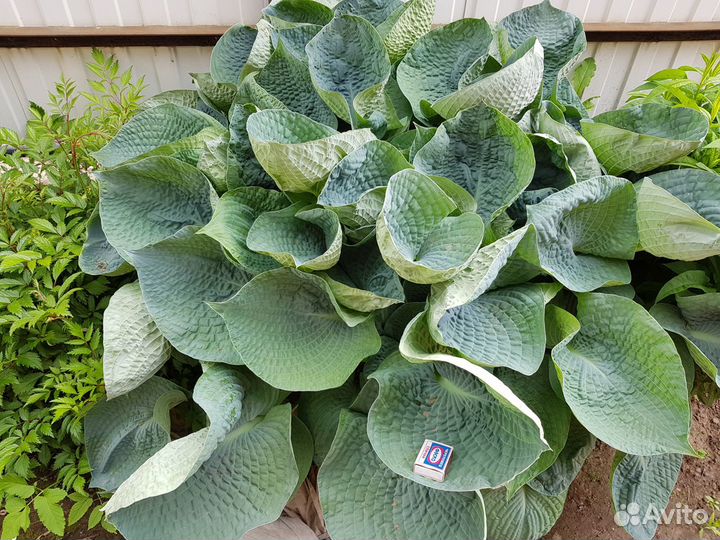 Хосты в ассортименте