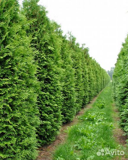 Туя Брабант 100-200 см