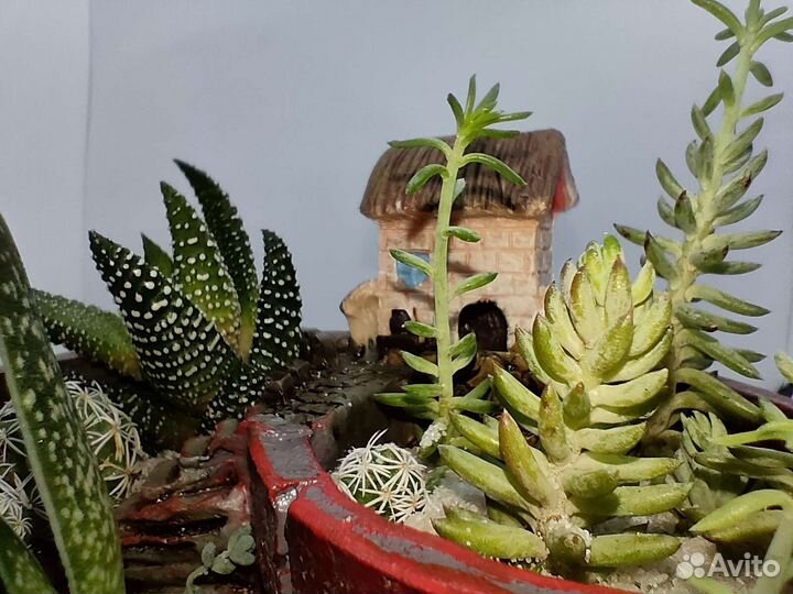 Живой зимний мини сад