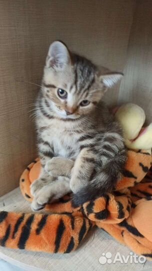 Британский котенок