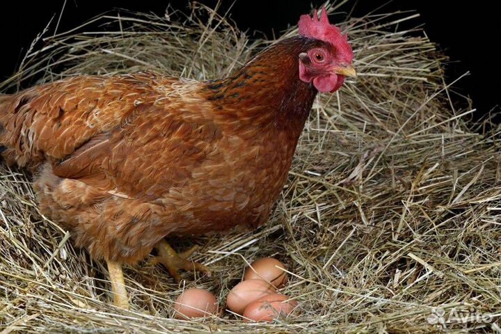 Яйца от домашних кур, диетическое, свежее, десяток