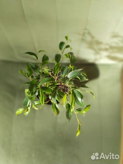 Фикус бенджамина