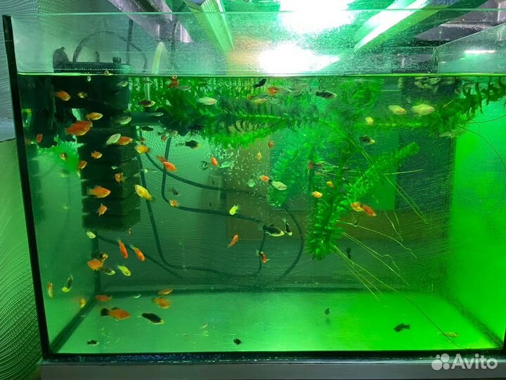 Рыбки для аквариума