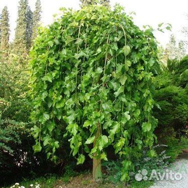 Шелковица плакучая пендула