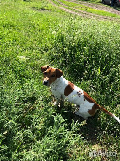 Вязка. Джек Рассел терьер вязка