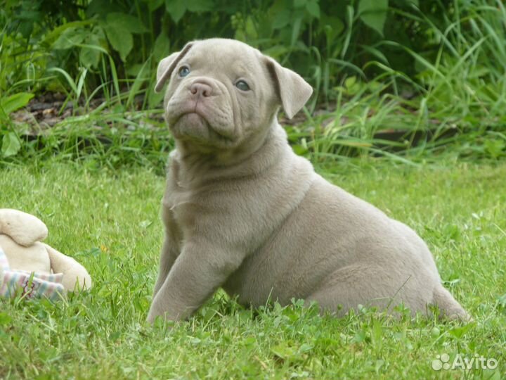 Американский булли