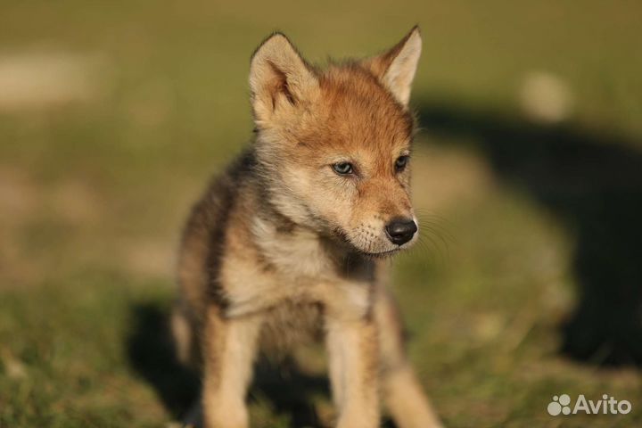 Волчата и волкособы, для частного дома
