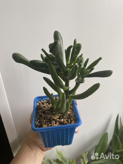 Толстянка (крассула), стапелия, фикус Кинки и др