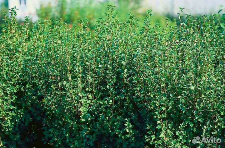 Смородина альпийская