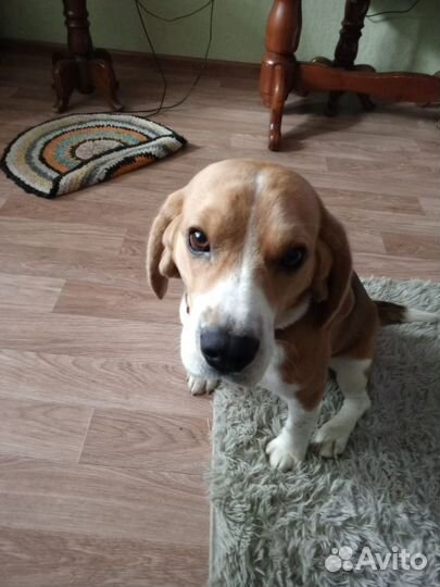 Гостиница для животных