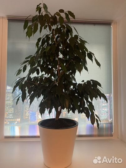 Фикус бенджамина