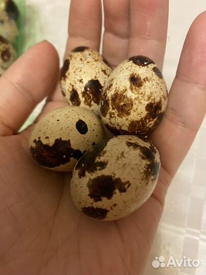 Яйца перепелиные