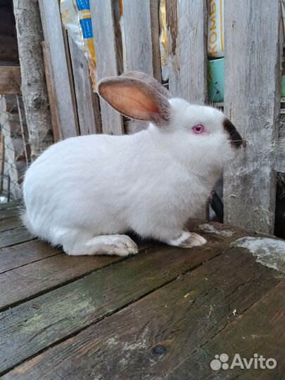 Крольчата Ризен