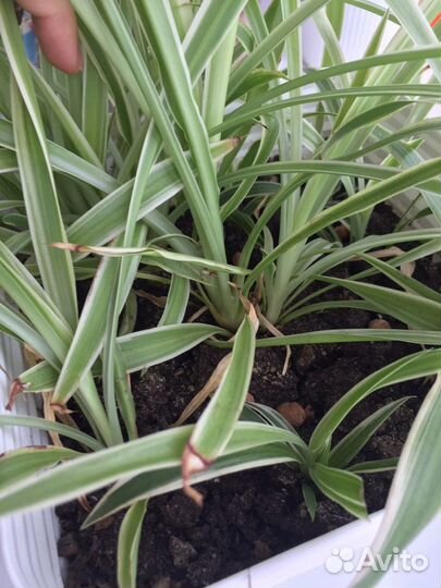 Хлорофитум