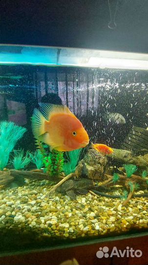 Аквариум