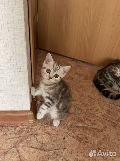 Шотландские котята