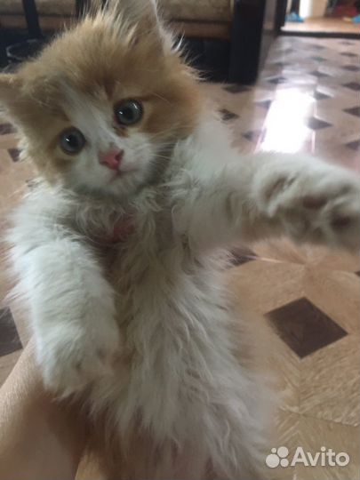 Милый котенок в добрые руки