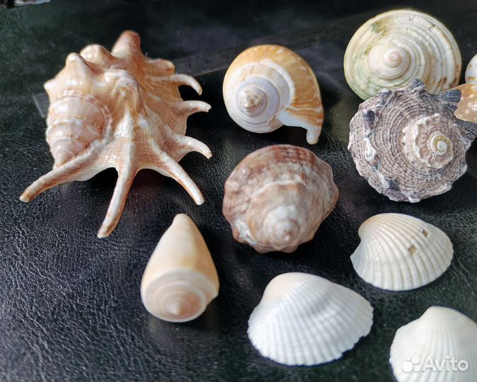 Набор ракушек от 1,5 до 10 см, крупные и красивые