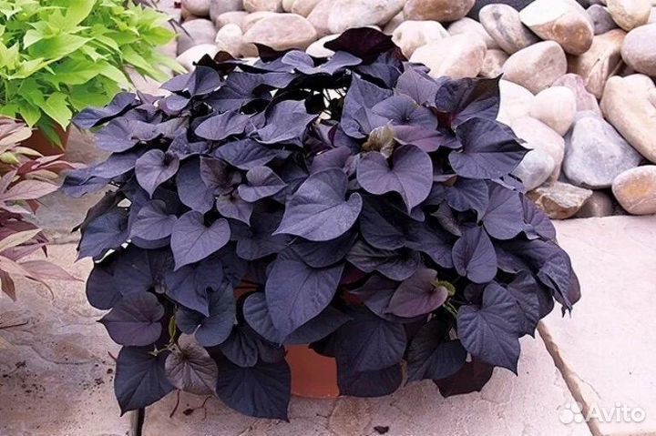 Ипомея батат