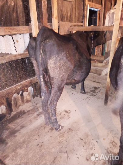 Корова не дойная