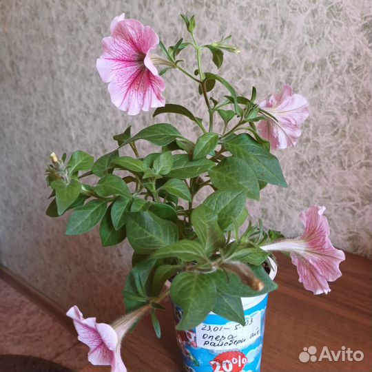 Петуния ампельная