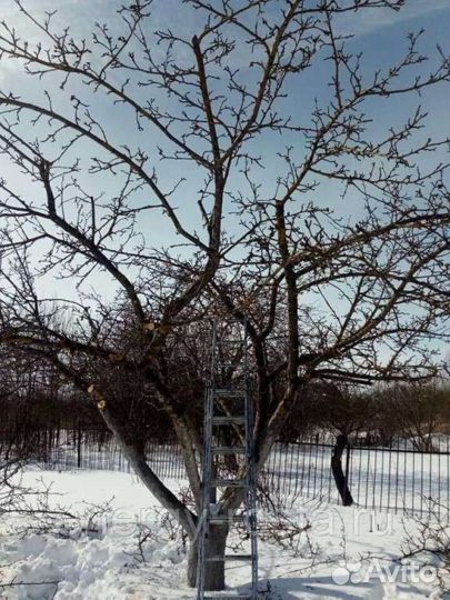 Обрезка плодовых деревьев, запись на Ноябрь -Декаб