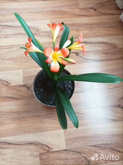 Комнатные растения