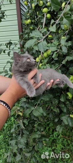 Котëнок в добрые руки