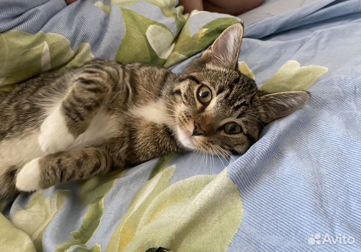 Нашли котенка