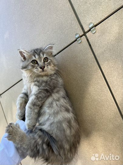 Кот турецкая ангора