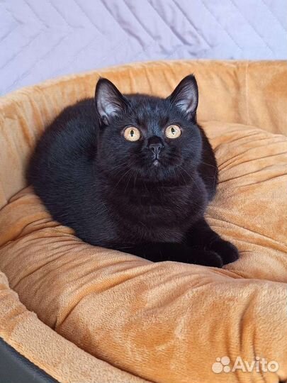 Пантера в миниатюре