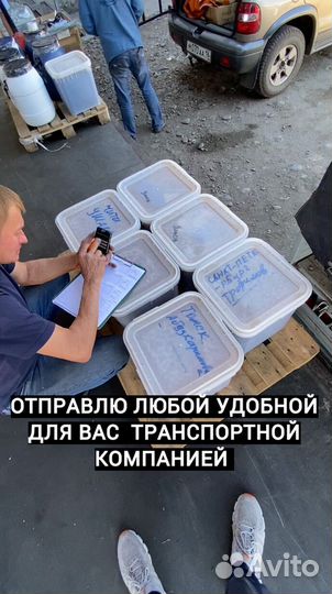 Мед оптом с Алтая от 0.5 Тонн