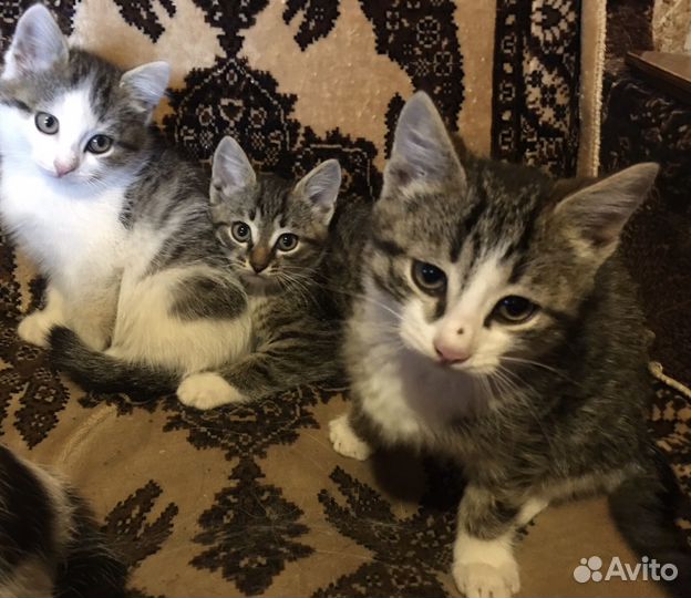 Котята отдам в добрые руки бесплатно
