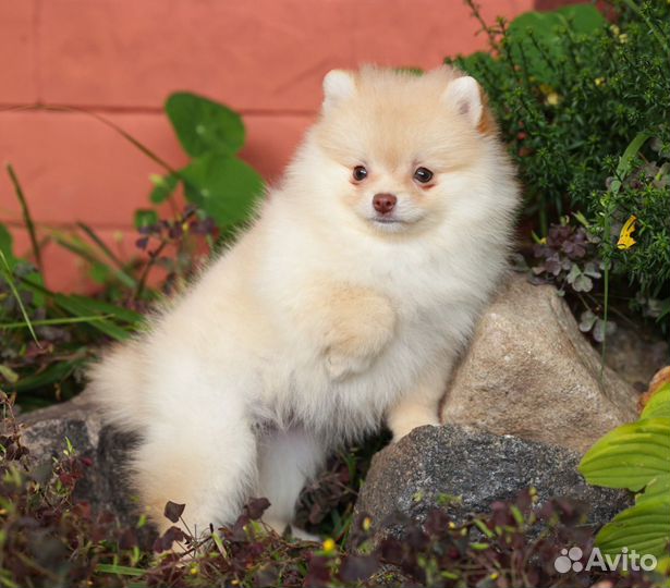 Щенок прмеранского шпица девочка