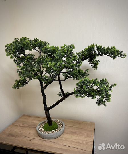 Интерьерное растение бонсай