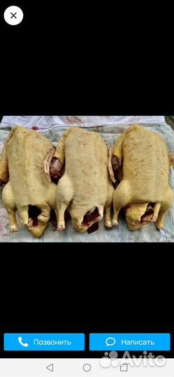 Индюки и индейки собираю заказы