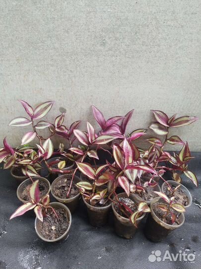 Традесканция зебрина