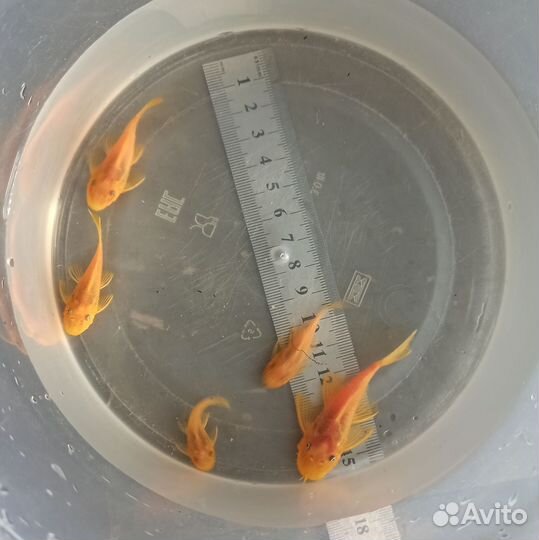 Номерные сомы