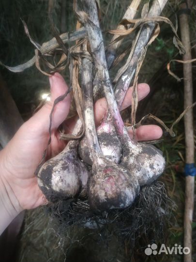 Семена чеснока 4-6 зубчиков и кустовой