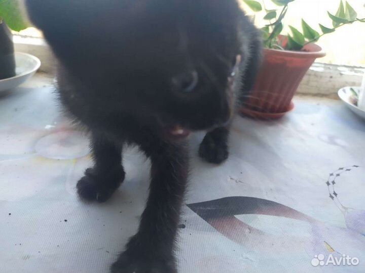 Ориентальные котята черные