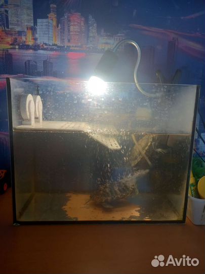 Аквариум с черепахами