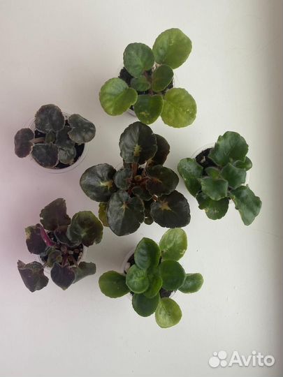 Детки сортовых фиалок в наборах