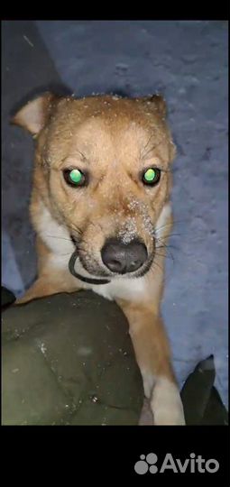 Преданнейший пёсик-друг