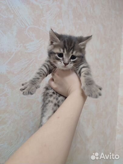 Бенгальская